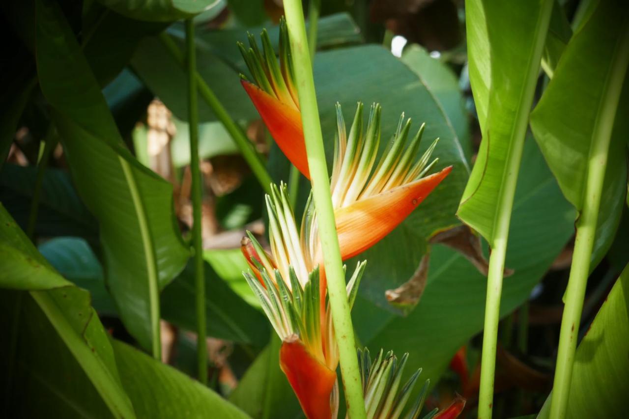 Le Bougainvillier Hotel Luangprabang Kültér fotó
